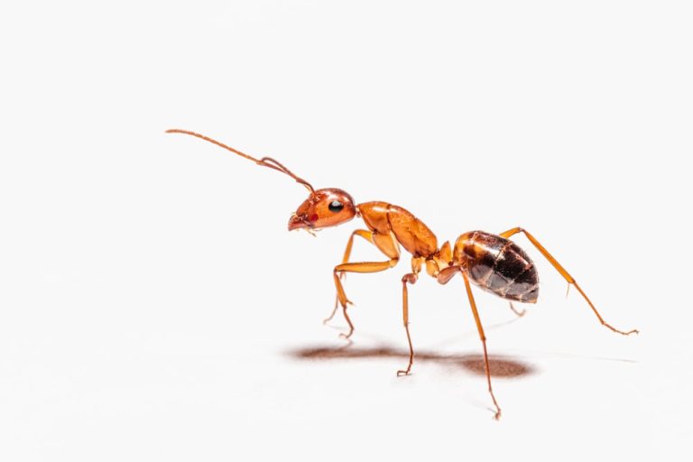 ant 1233 1 768x512