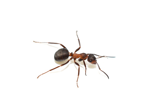 ant 2121 2