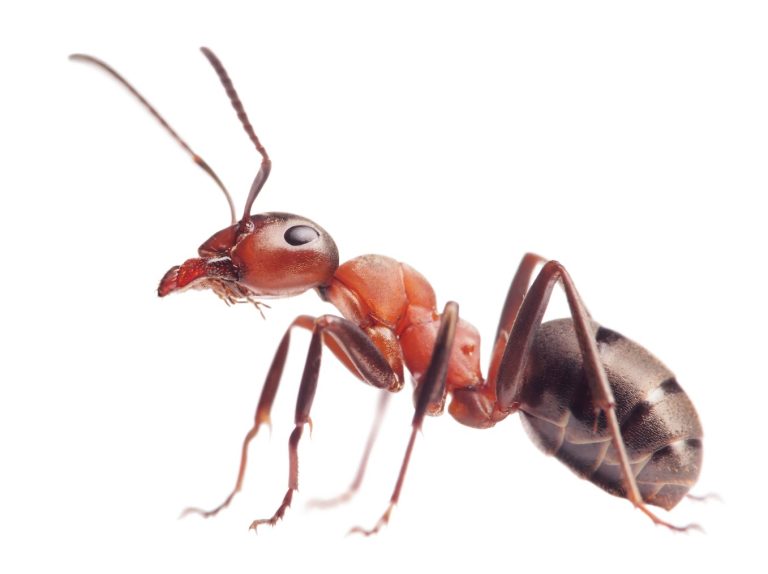 ant mmm 768x574