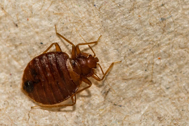 bed bug 112