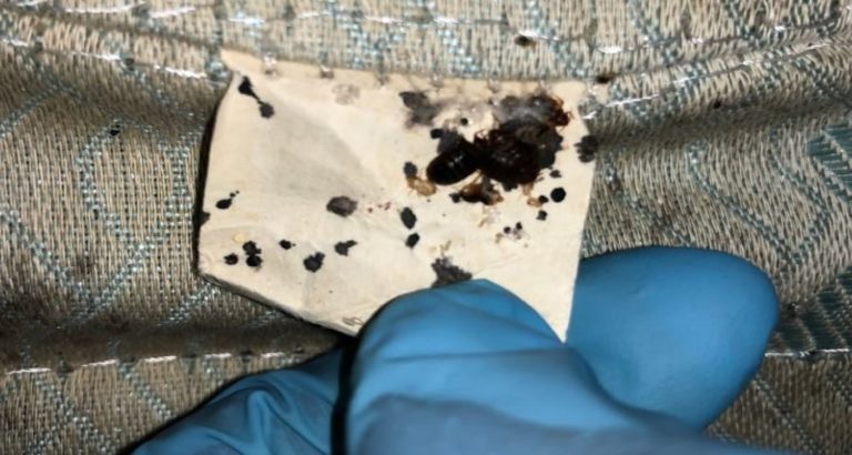 bed bug control 768x410