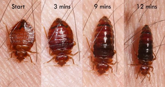 bug 4