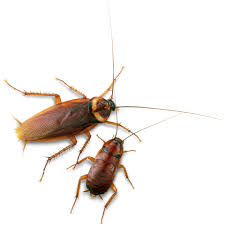 cockroach 11