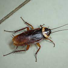 cockroach 12 2