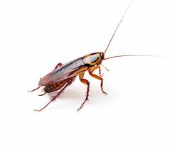 cockroach 21 2