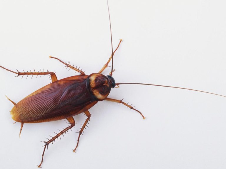cockroach Copy 768x576