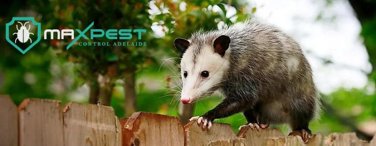 max Possum control adelaide 10 768x299