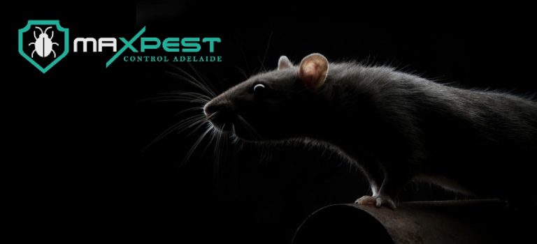max Rodent control adelaide 10 768x350