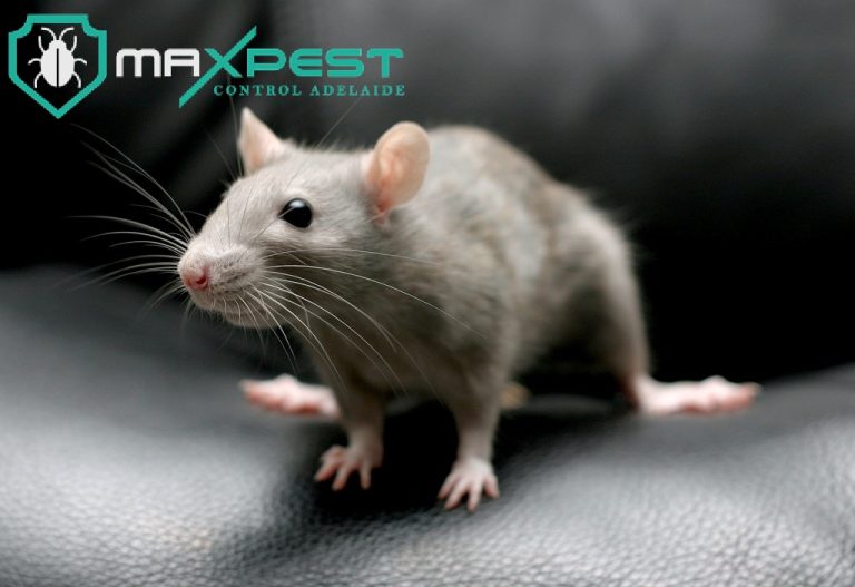 max Rodent control adelaide 11 768x527