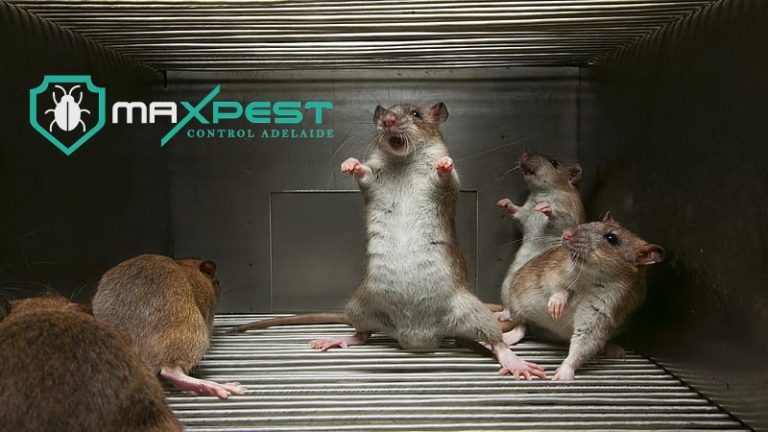 max Rodent control adelaide 12 768x432
