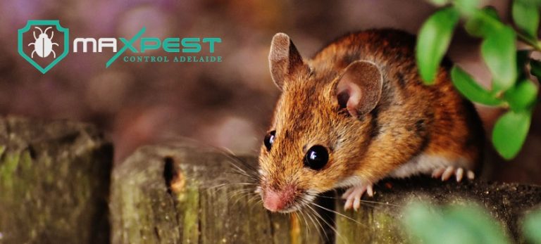 max Rodent control adelaide 9 768x347
