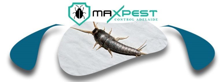 max Silverfish control adelaide 8 768x284