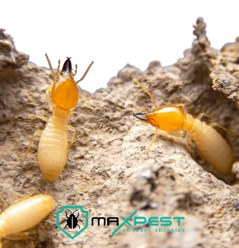 max Termite control adelaide 1 768x796