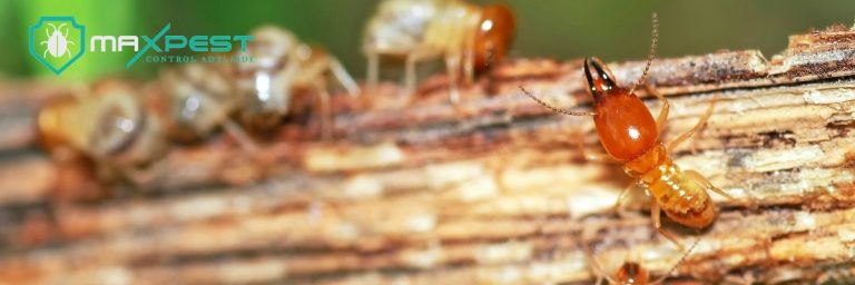 max Termite control adelaide 9 768x256