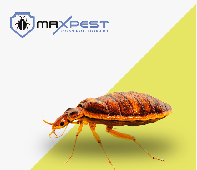 max pest control Hobart 1