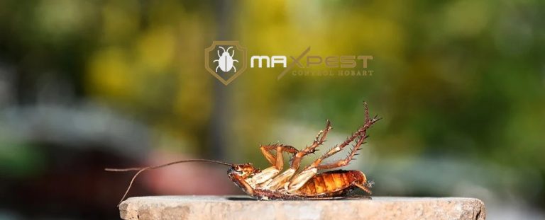 max pest control Hobart 11 768x311