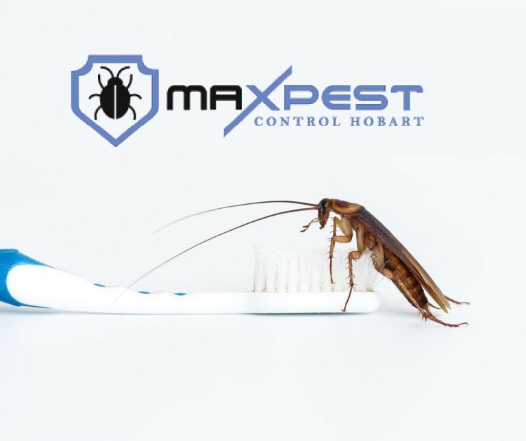 max pest control Hobart 8 1 768x644