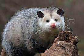 possum 2