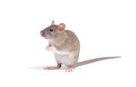 rodent 22