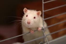 rodent 23