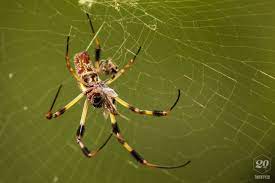 spider mm 2