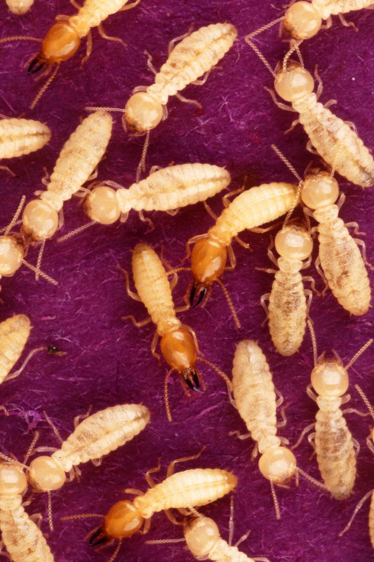 termite 1 768x1153