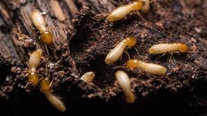 termite 121 1