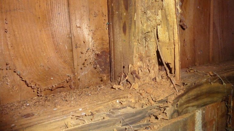 termite inspections 768x432