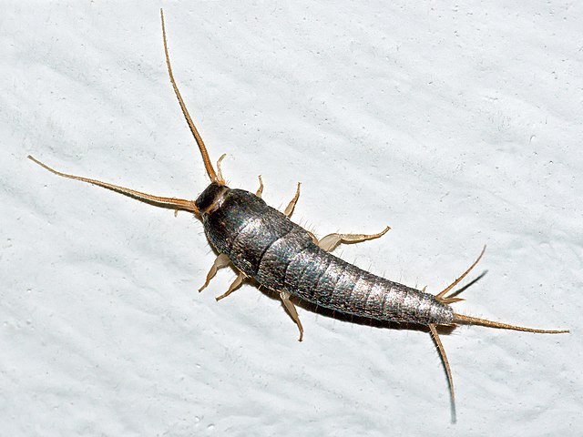 11 silverfish