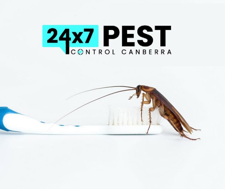 247 Cockroach control canberra 7 768x644