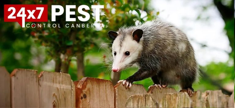 247 Possum control canberra 10 768x353