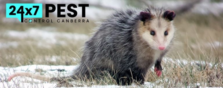 247 Possum control canberra 7 768x305