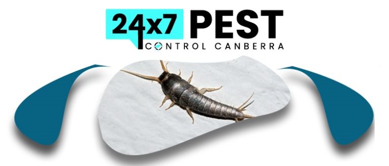 247 Silverfish control canberra 8 768x328