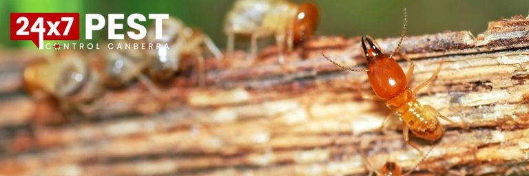 247 Termite Control Canberra 7 768x256