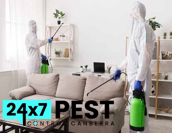 247 Termite Control Canberra 8
