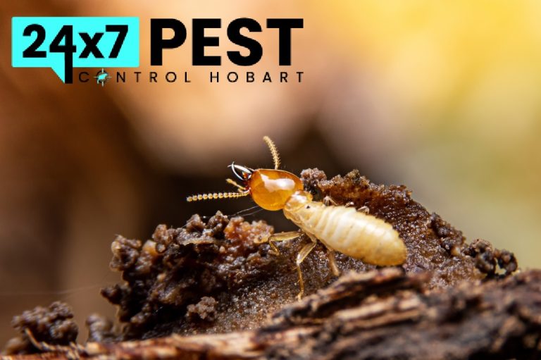 247 Termitecontrol hobart 1 768x511