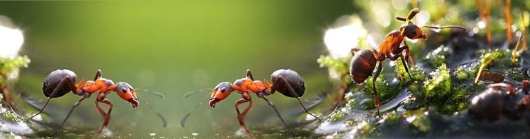 Ants Control 4 Canberra 6 768x202