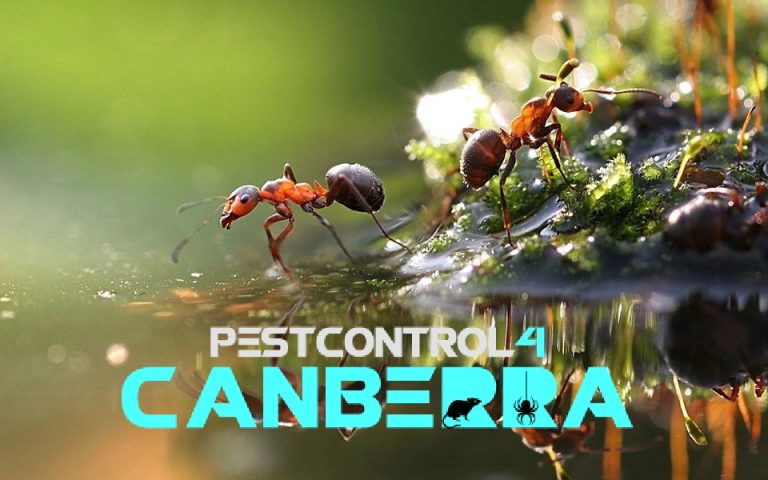 Ants Control 4 Canberra 7 768x480