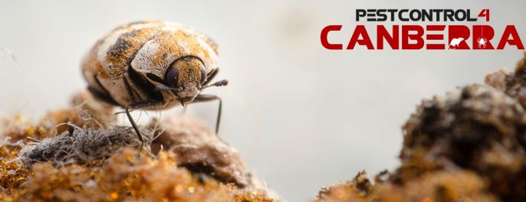 Beetle Control 4 Canberra 6 768x295