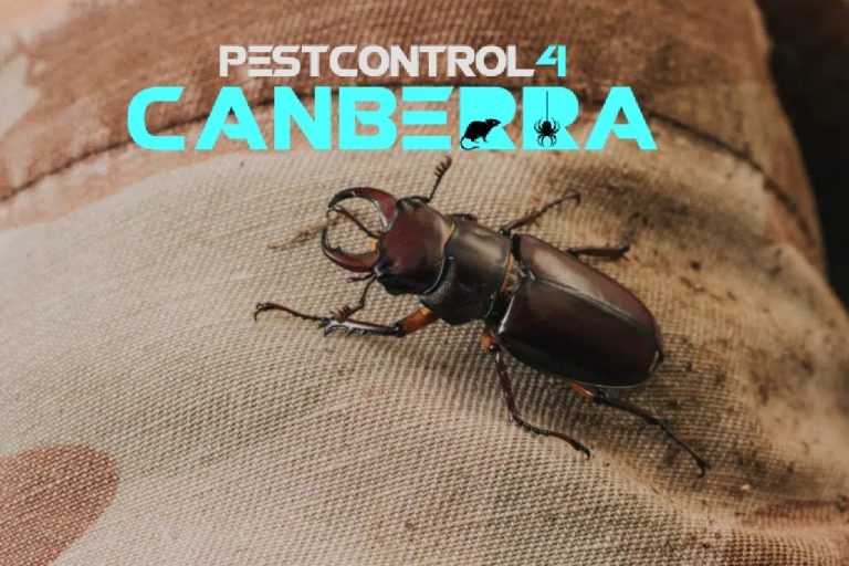 Beetle Control 4 Canberra 7 768x512