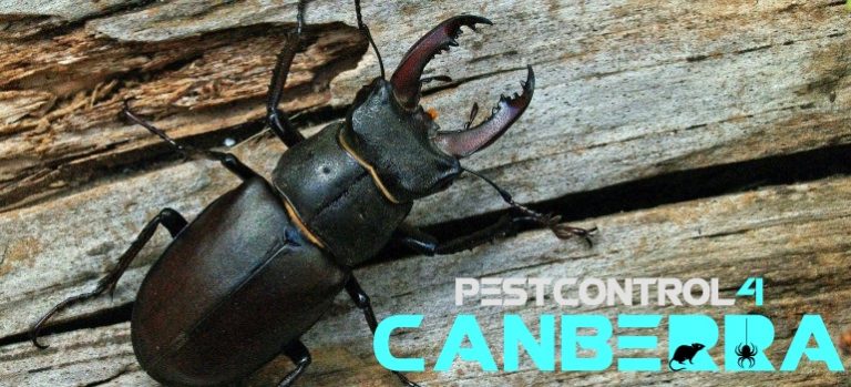 Beetle Control 4 Canberra 8 768x349