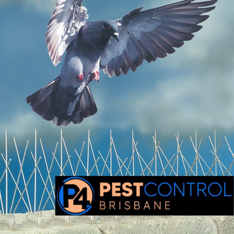 Bird Control 4 Brisbane 1 768x768