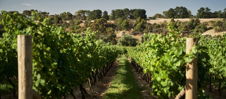Blog July 1140x500 1 768x337