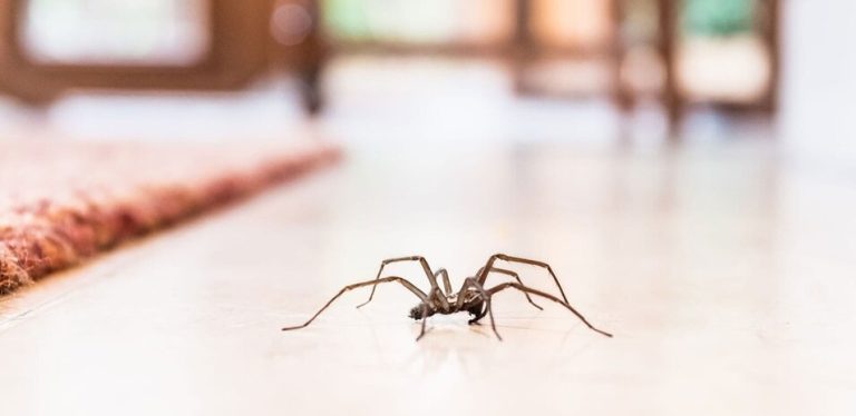 Can pest companies get rid of spiders 768x374