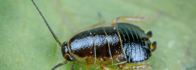 Cockroach pest control Adelaide 768x277