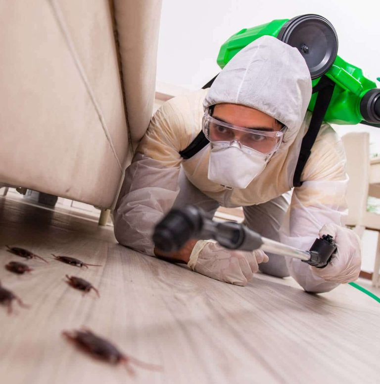 Commercial pest control adelaide 768x775