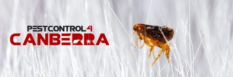 Fleas Control 4 Canberra 6 768x256