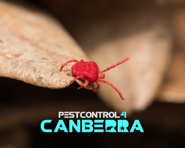 Mite Pest Control 4 Canberra 7 768x614
