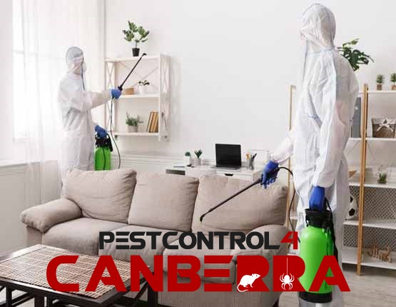 Possum Pest Control 4 Canberra 4