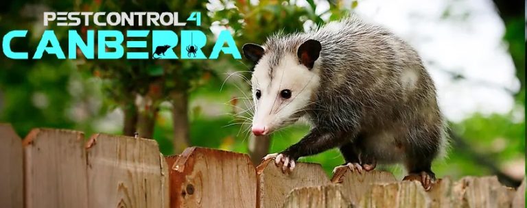 Possum Pest Control 4 Canberra 6 768x304